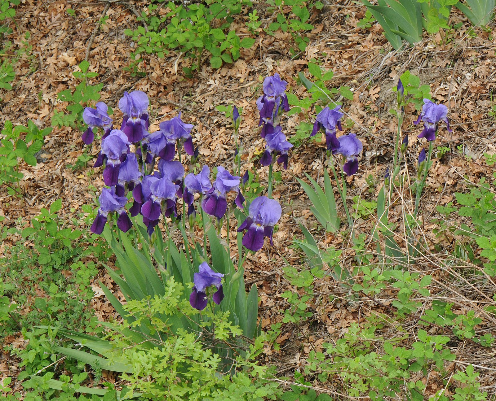 Variegated sweet iris