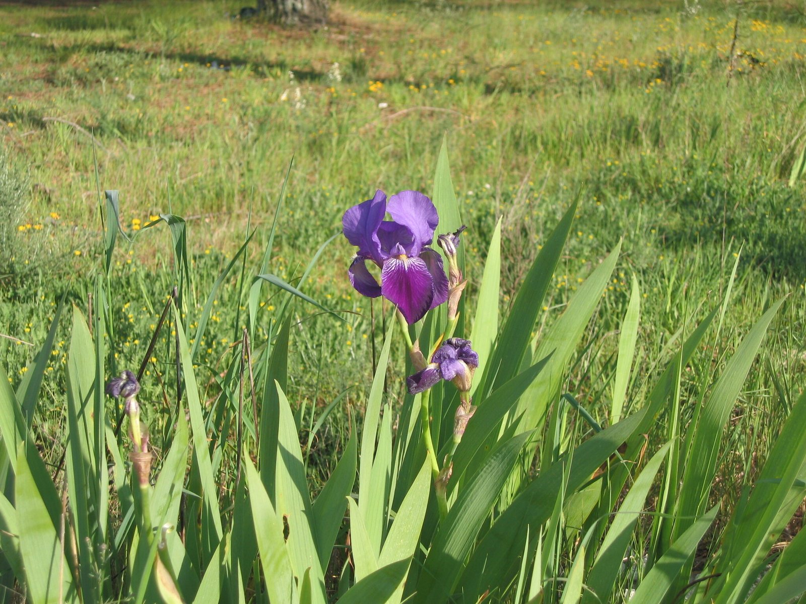 Variegated sweet iris