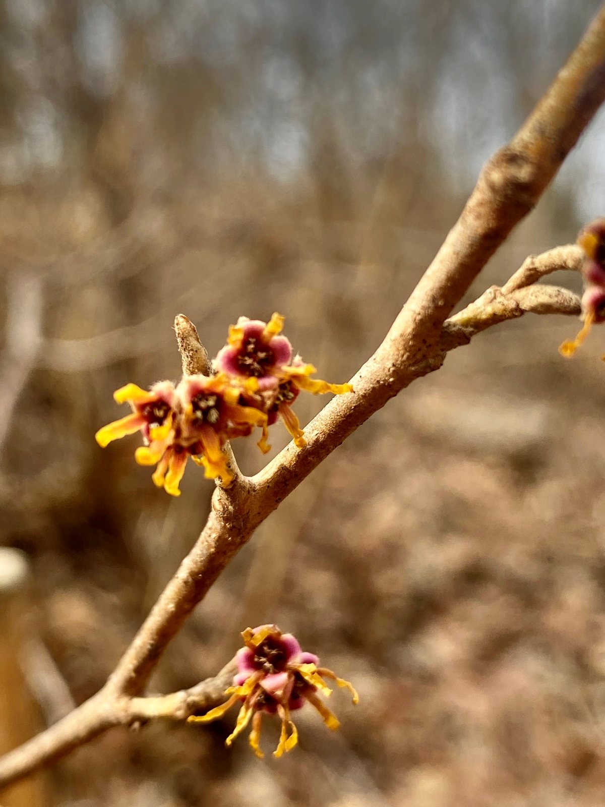 Vernal witch hazel
