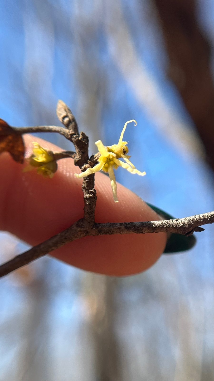 Vernal witch hazel