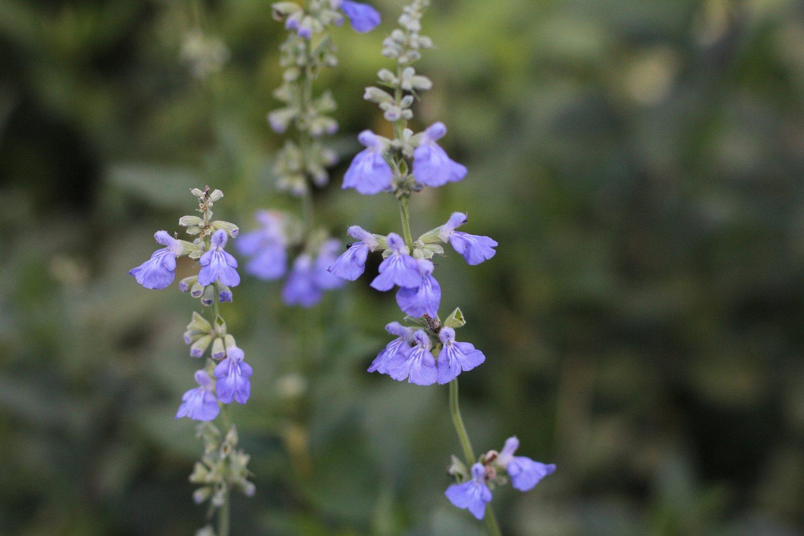 Victoria Blue mealycup sage