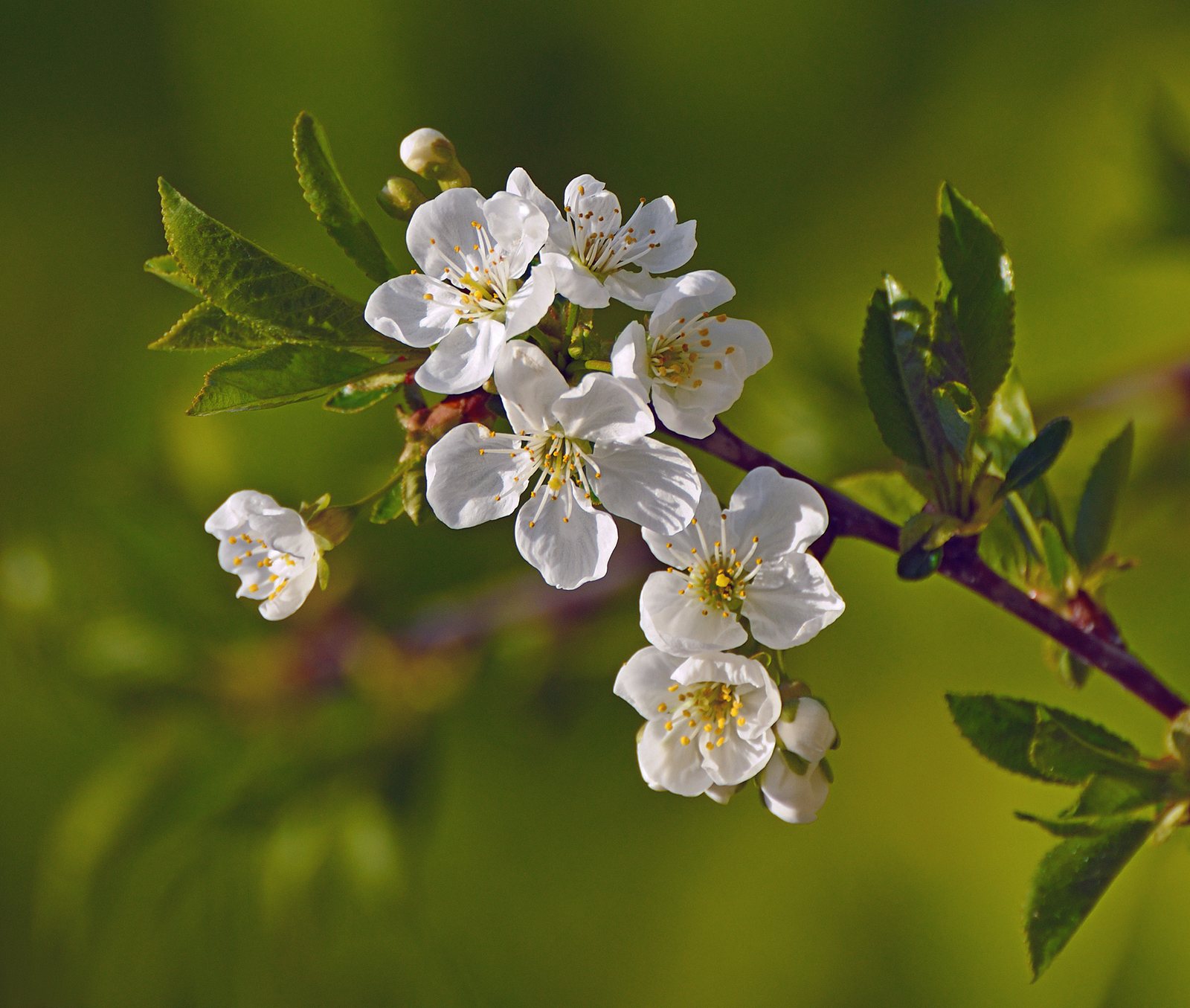 Victoria plum