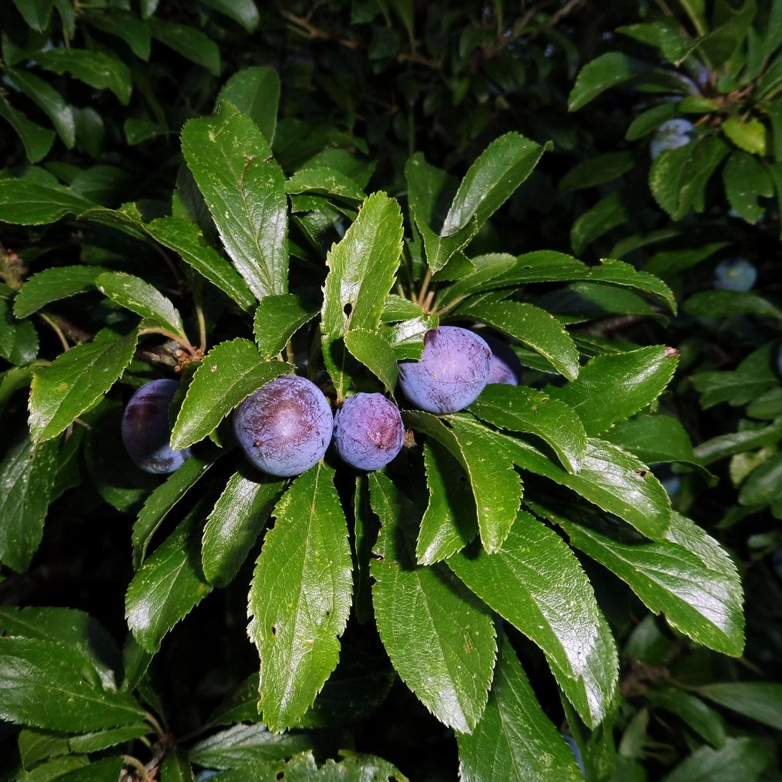 Victoria plum