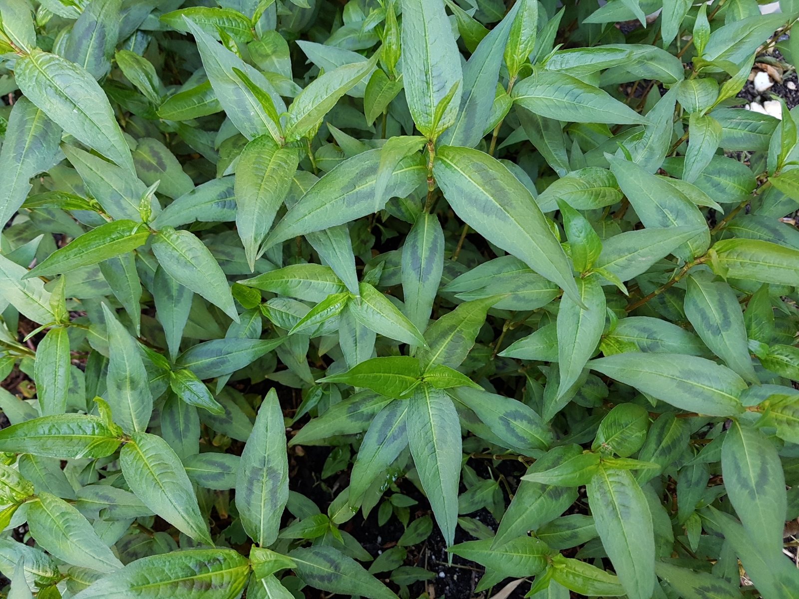 Vietnamese coriander