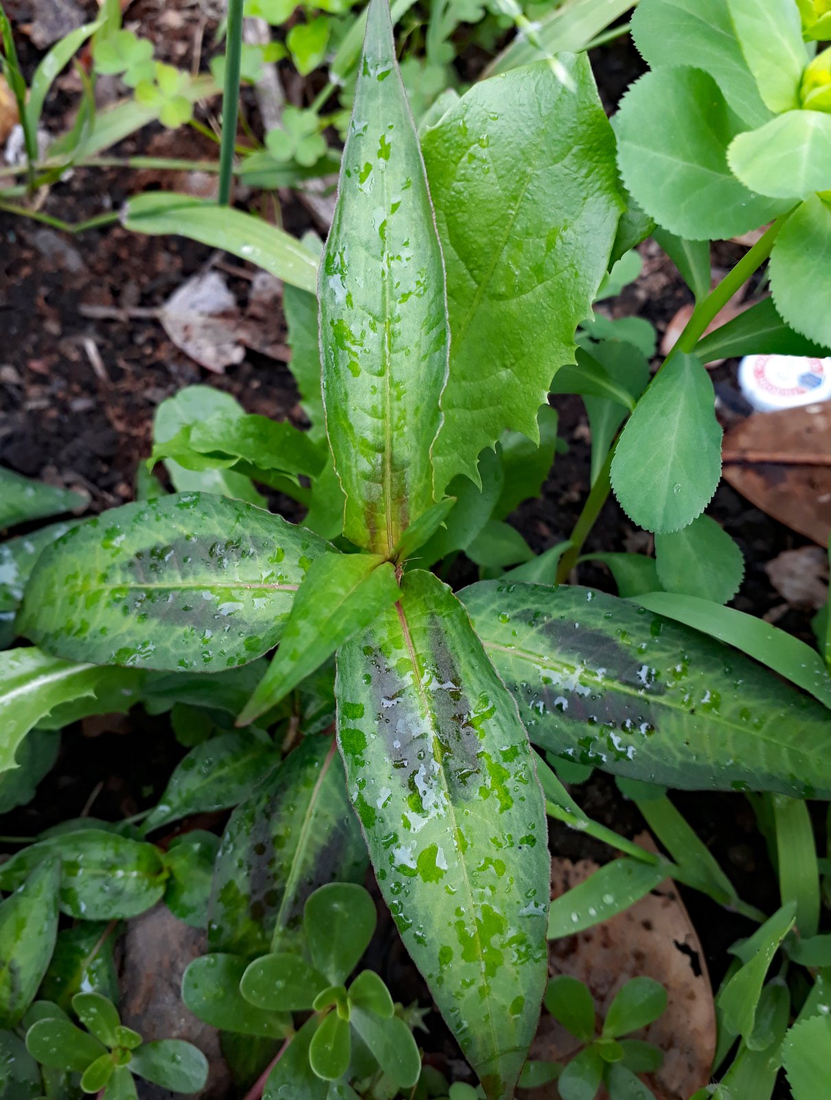 Vietnamese coriander