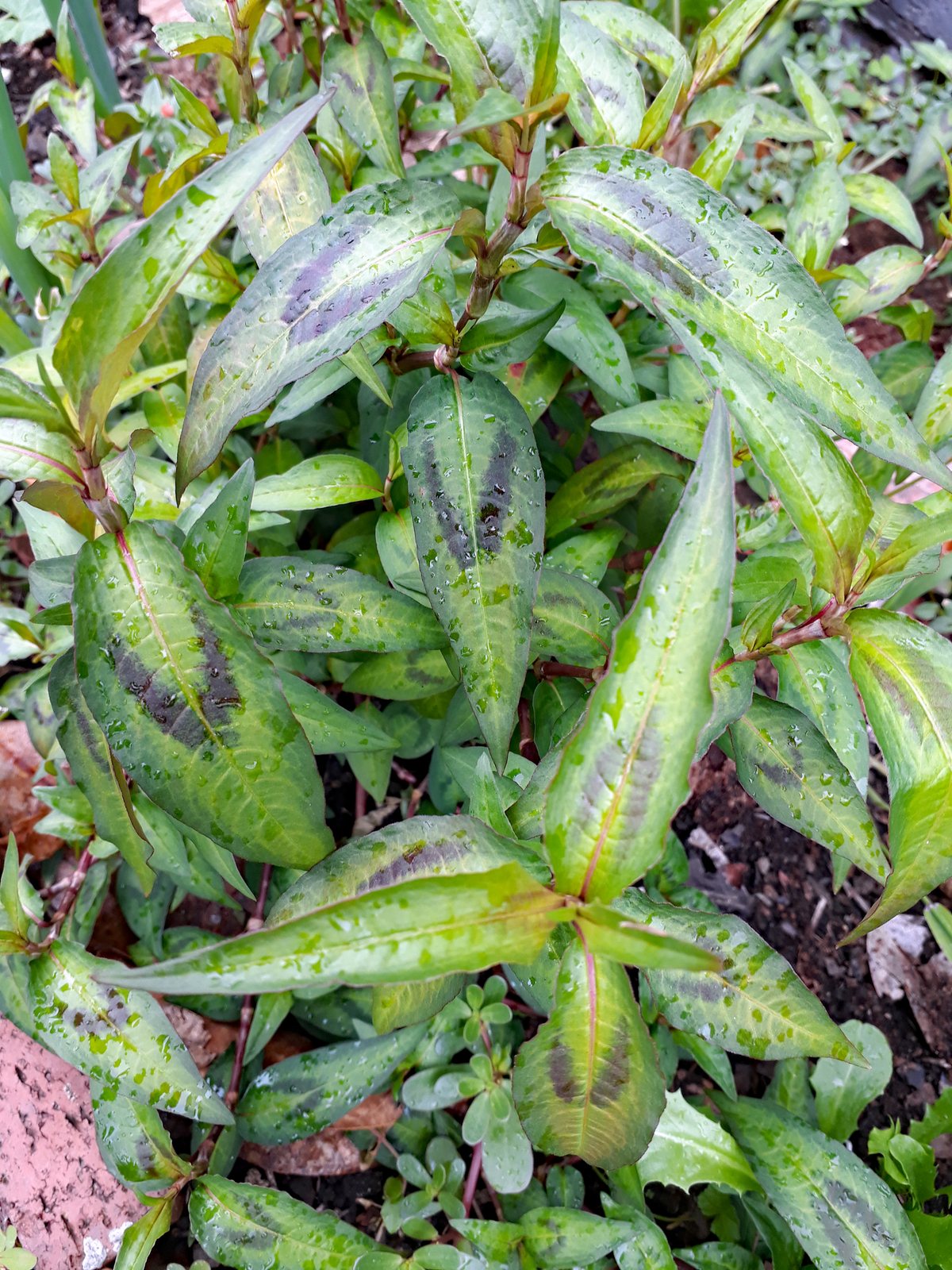 Vietnamese coriander