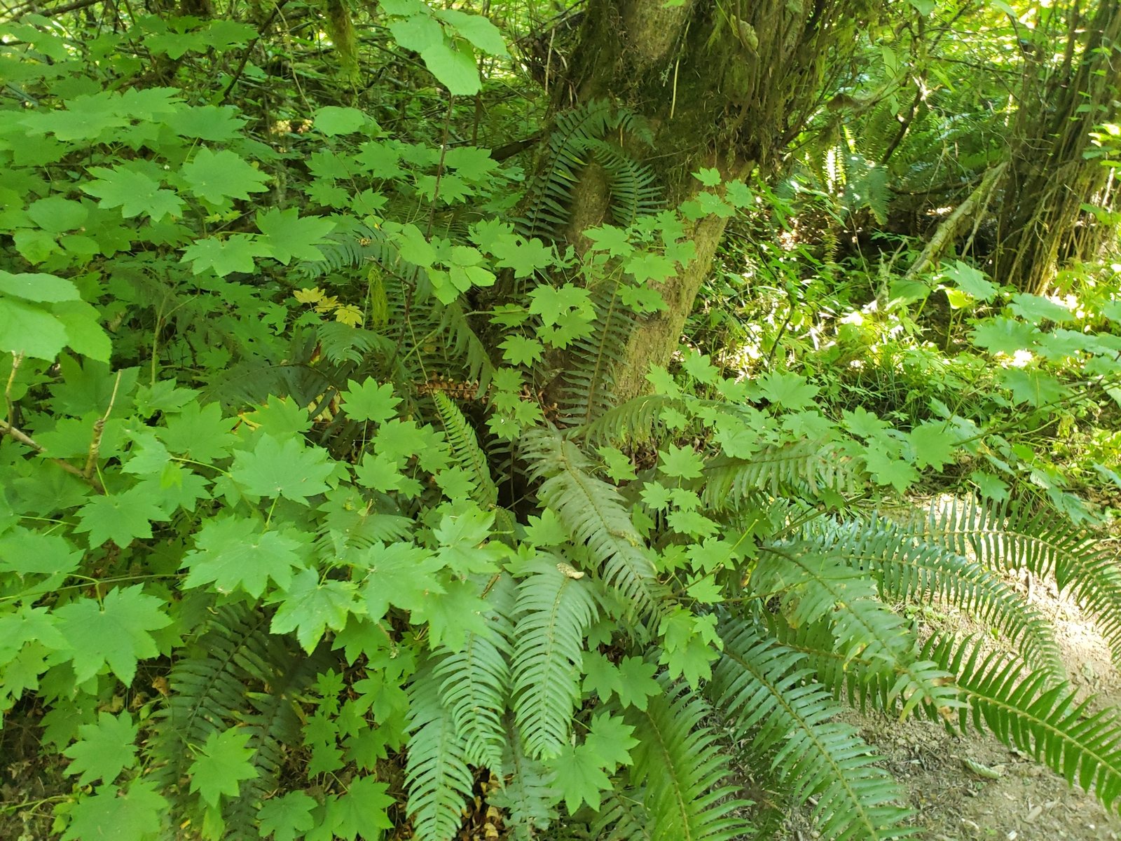 Vine maple