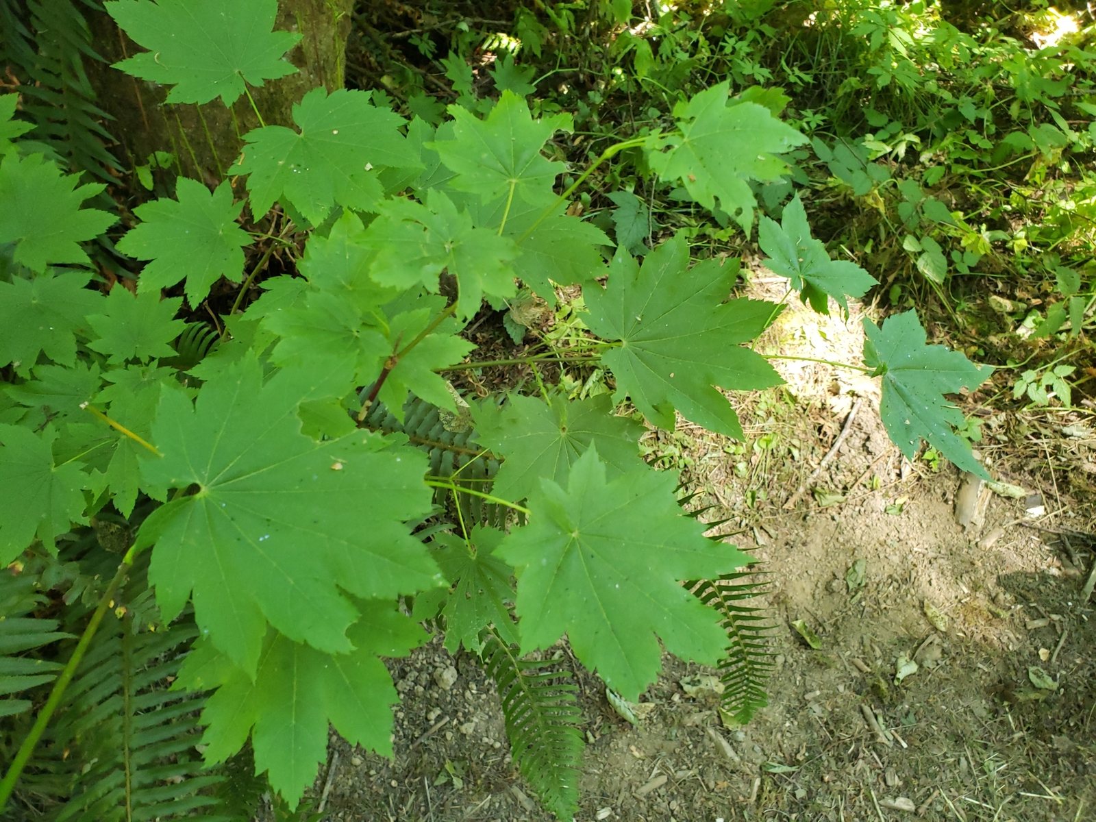 Vine maple