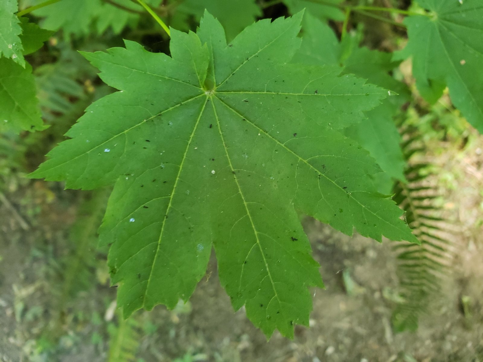 Vine maple