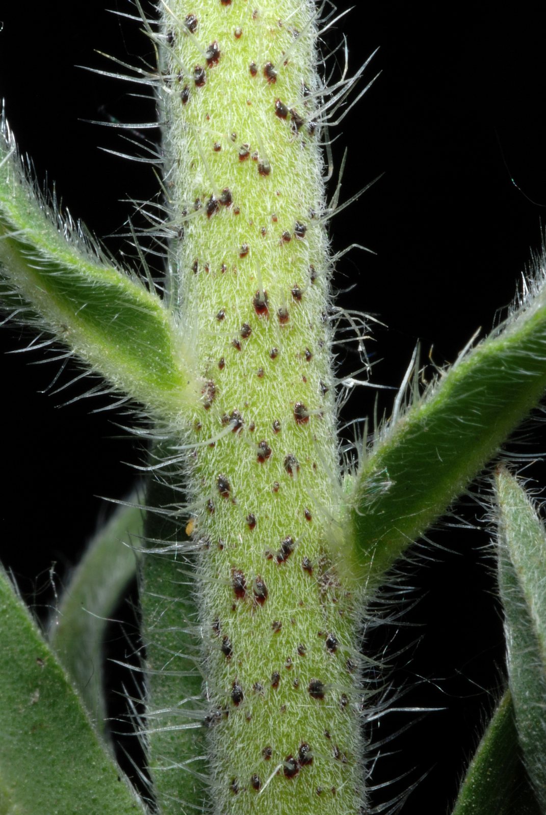 Viper's bugloss