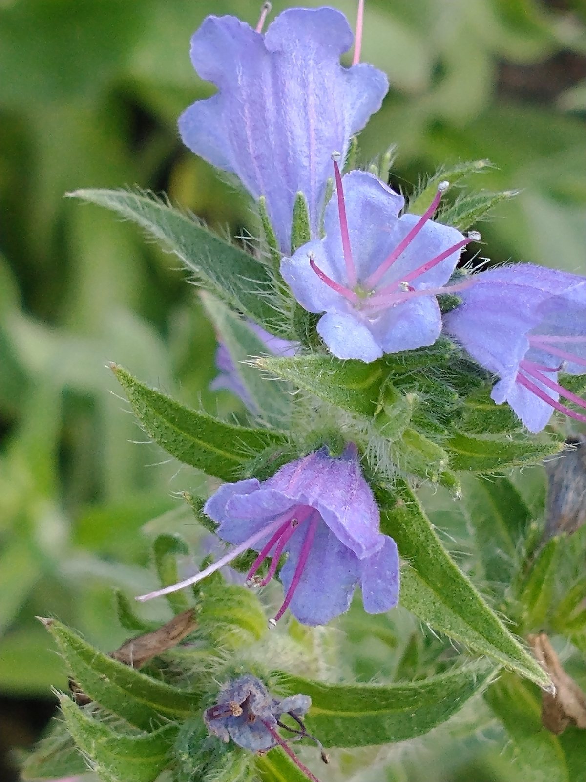 Viper's bugloss