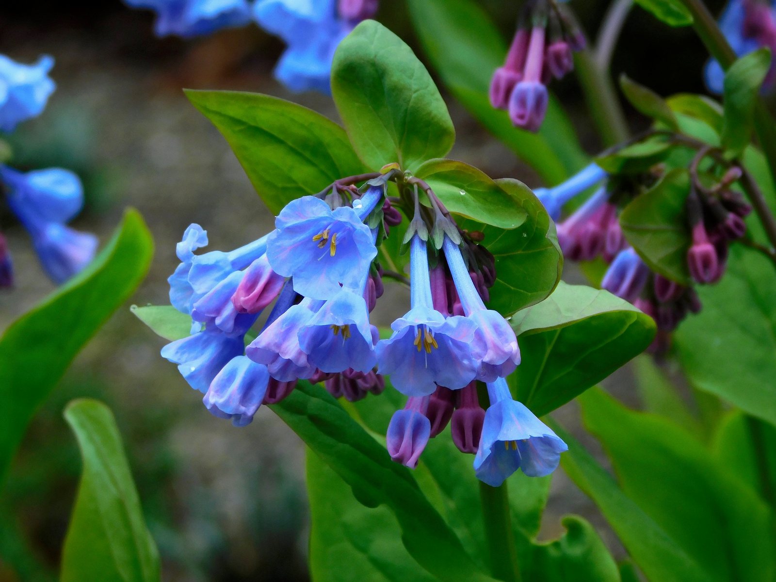Virginia bluebells