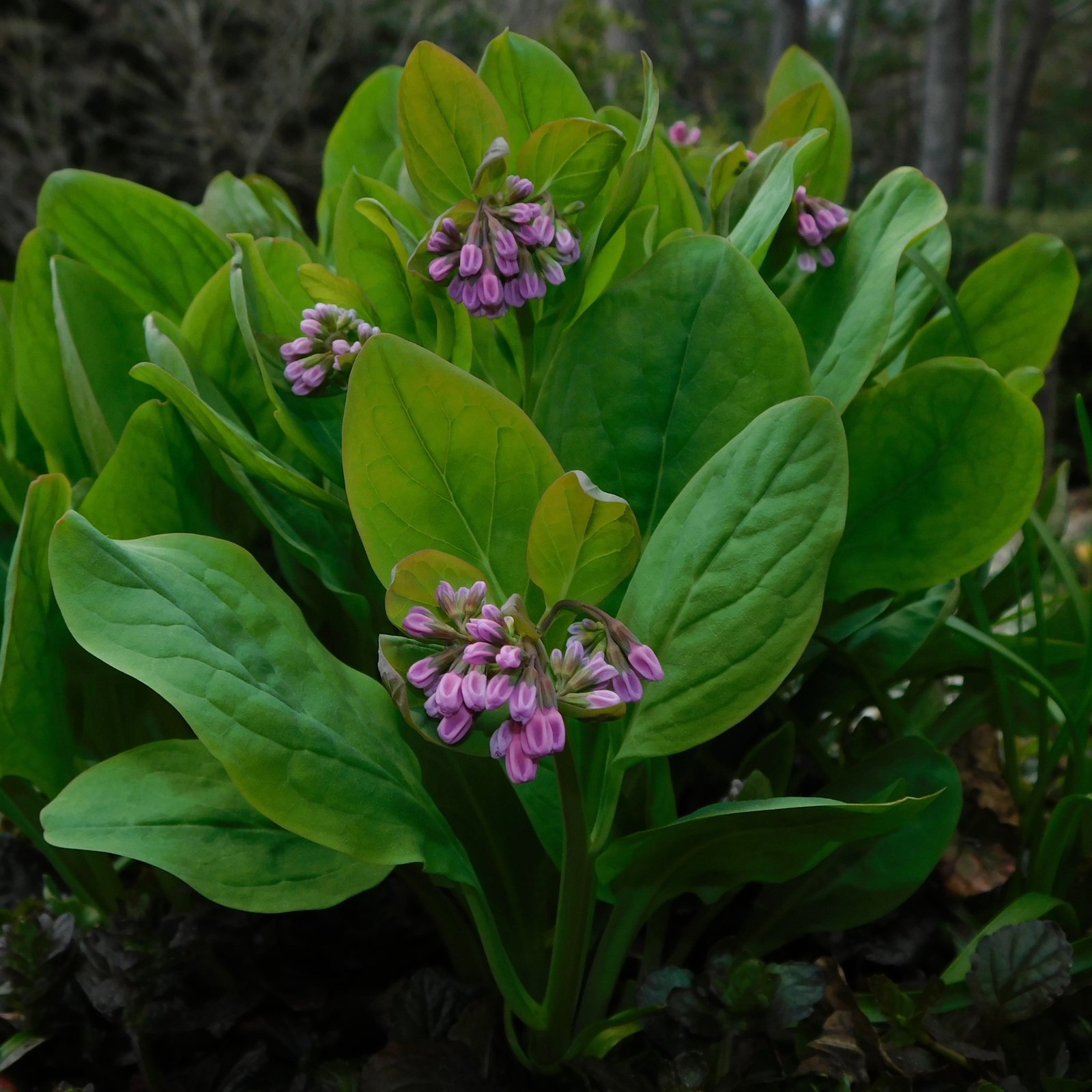 Virginia bluebells