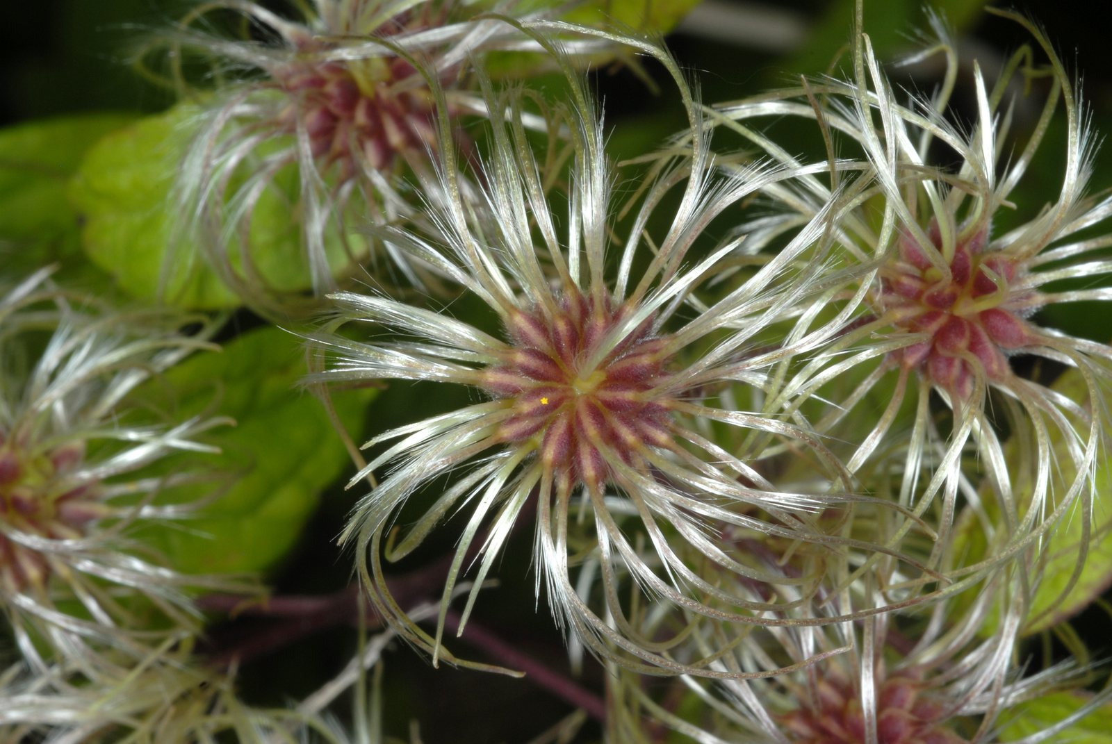 Virgin's bower