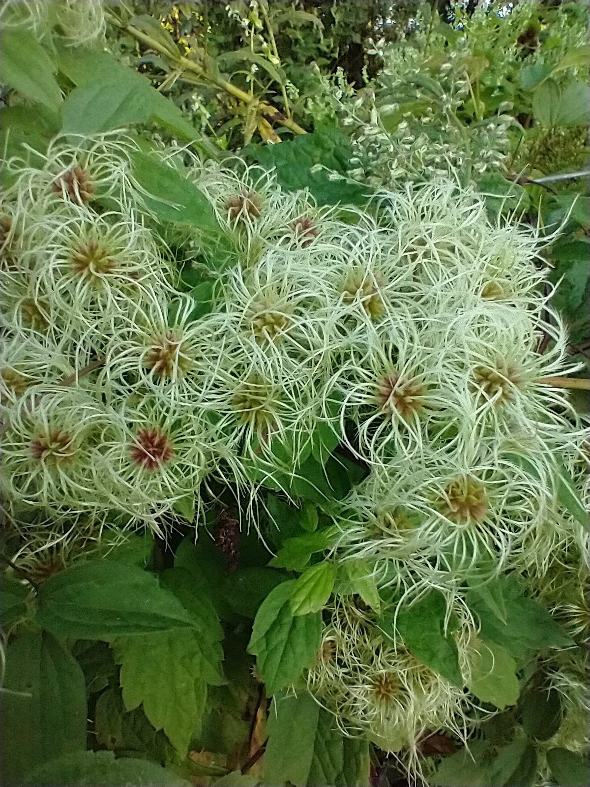 Virgin's bower