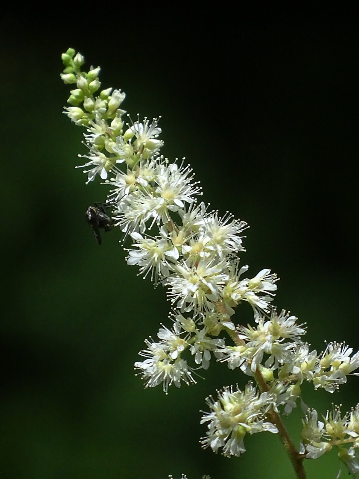 Visions astilbe
