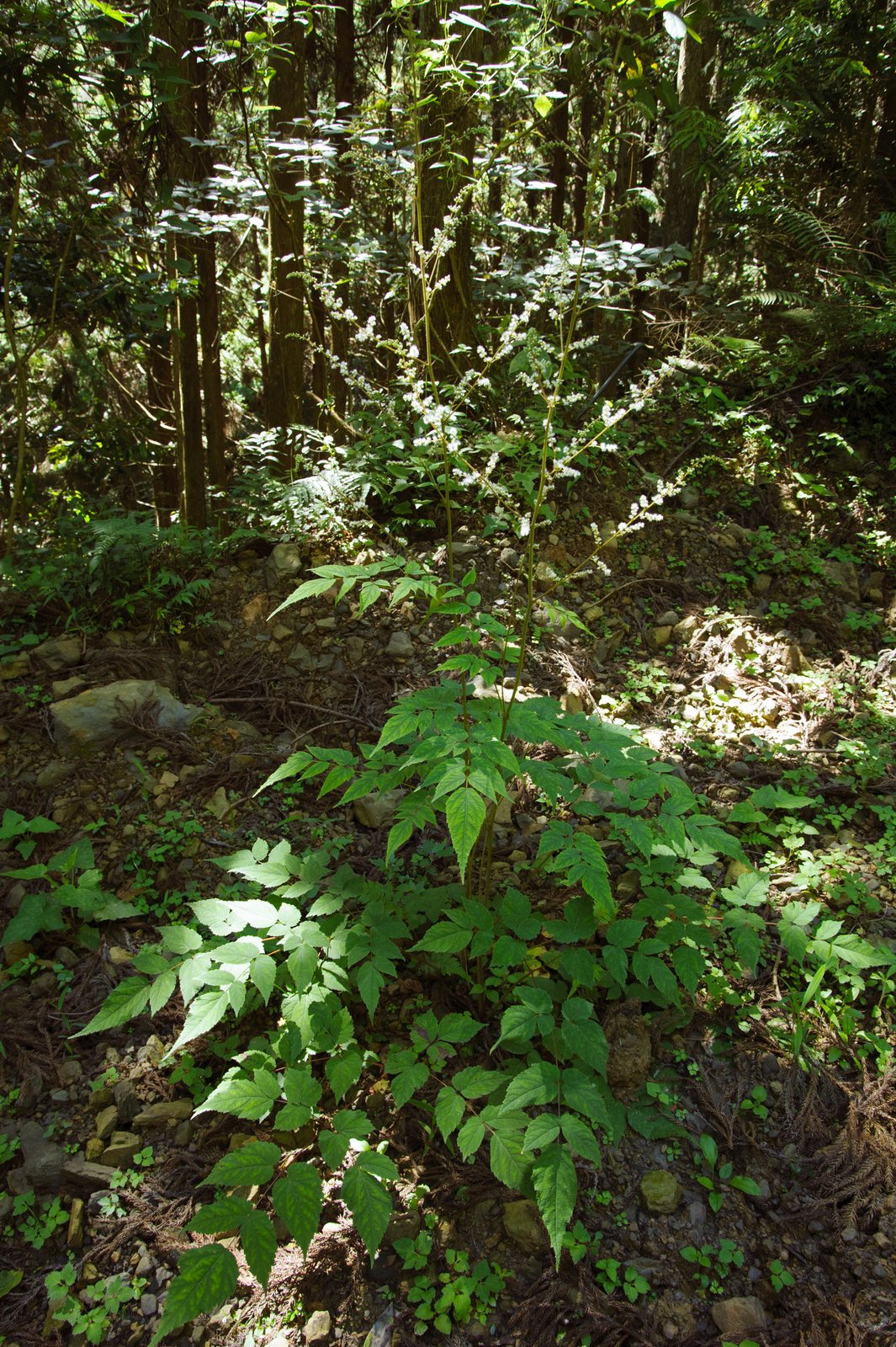 Visions astilbe