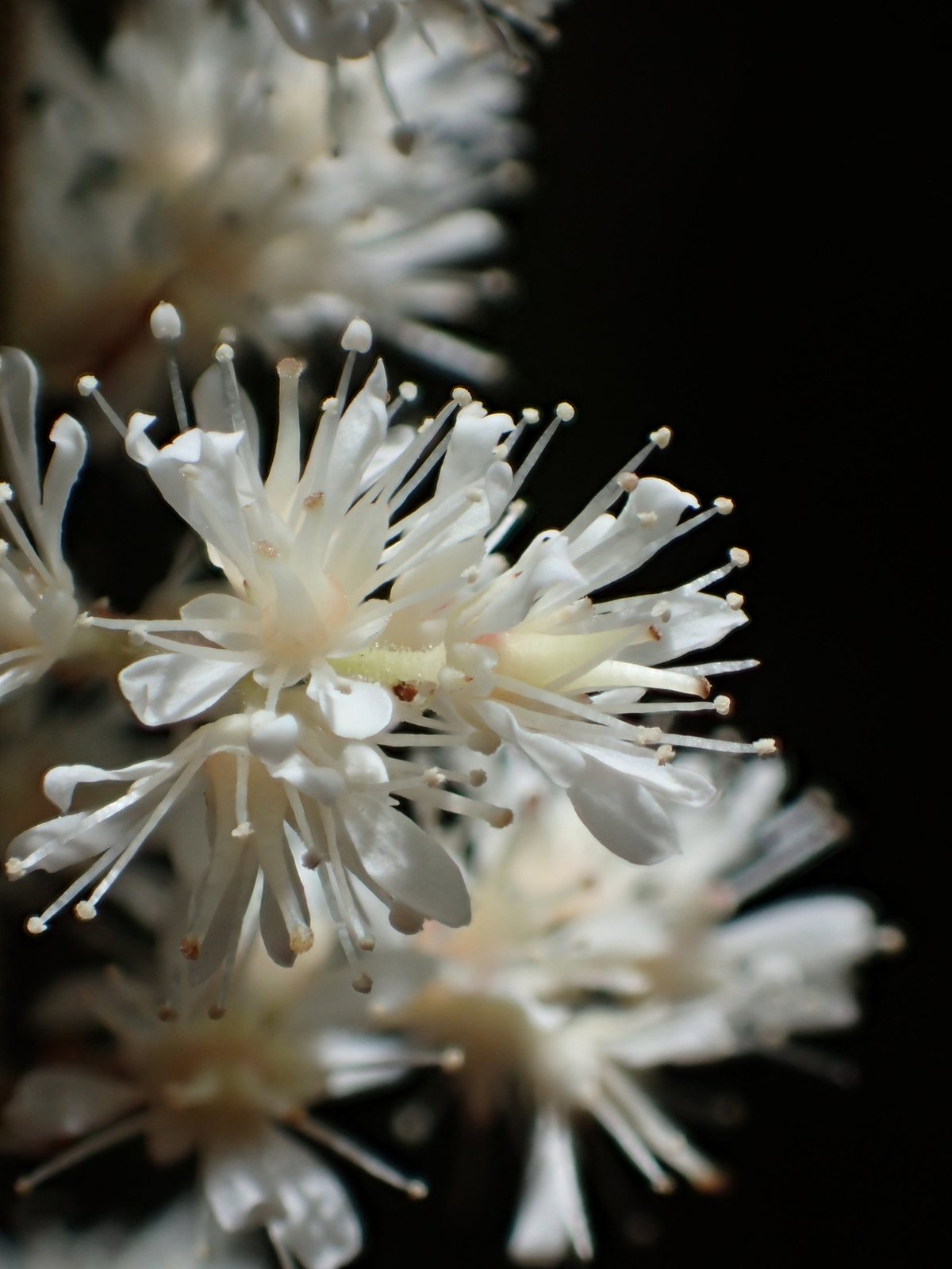 Visions astilbe