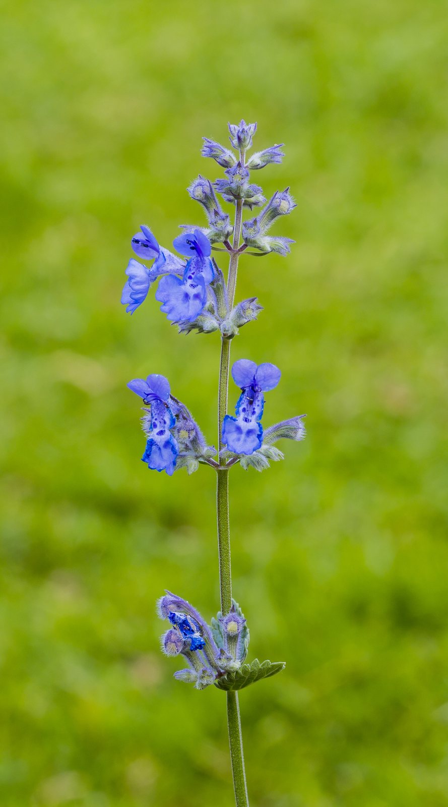 Walker's Low catmint