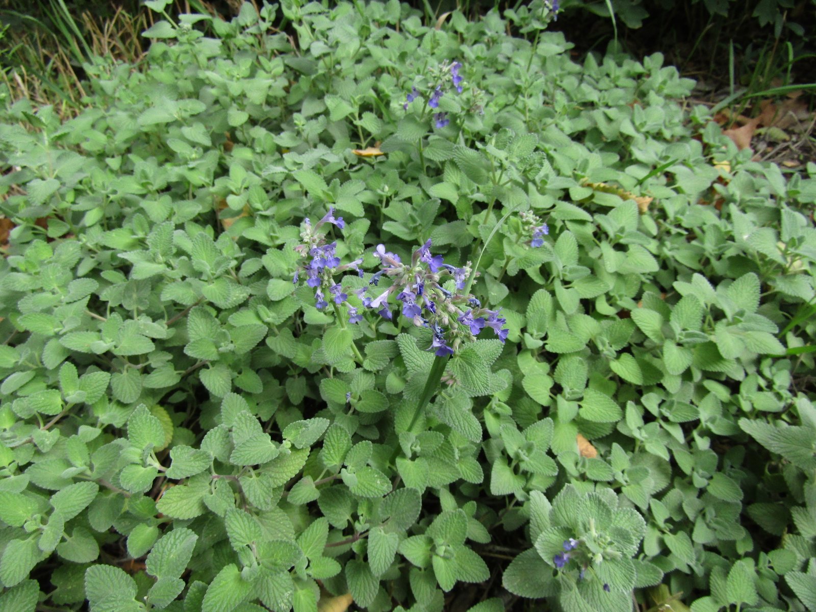 Walker's Low catmint