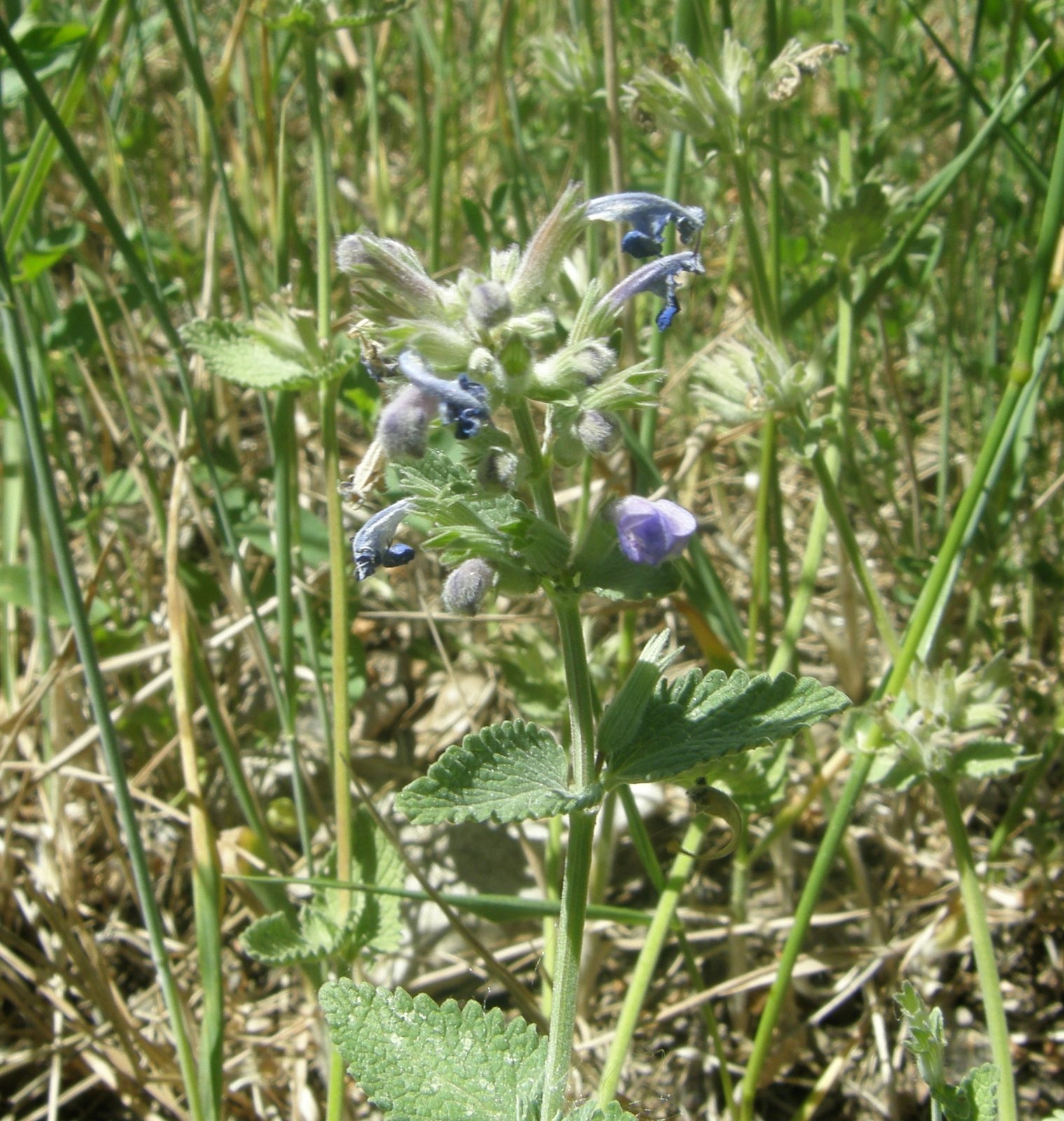 Walker's Low catmint