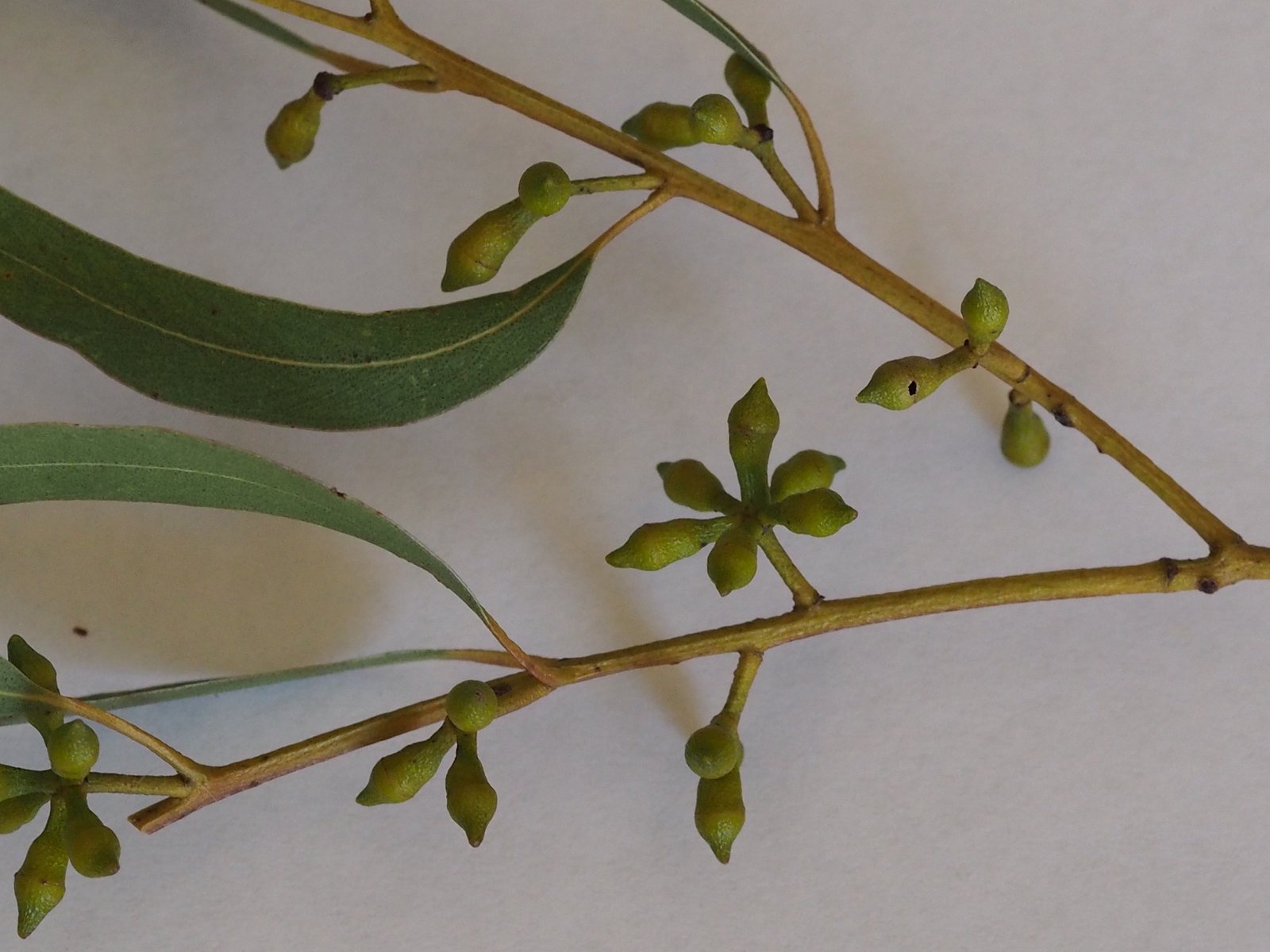 Wallangarra white gum