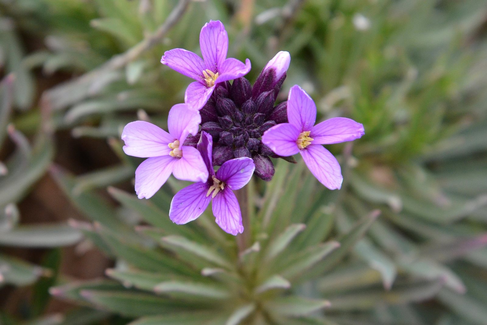 Wallflower 'Bowles's Mauve'