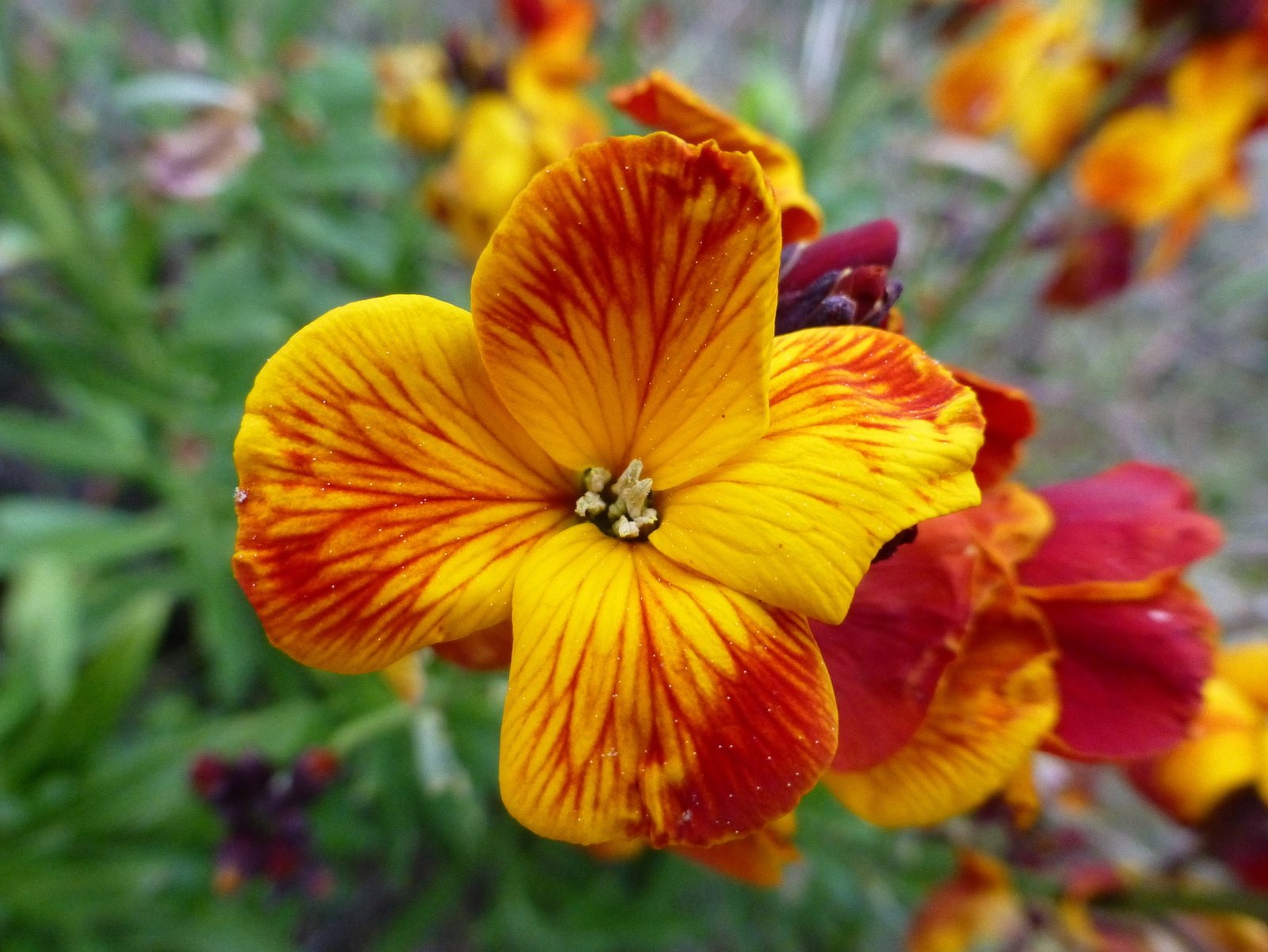 Wallflower