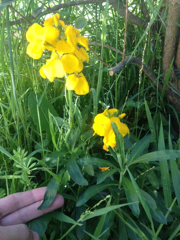 Wallflower