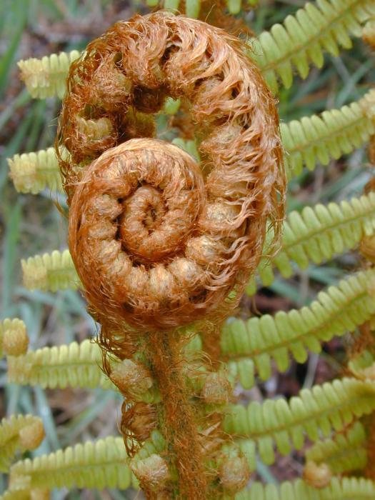 Wallich's wood fern