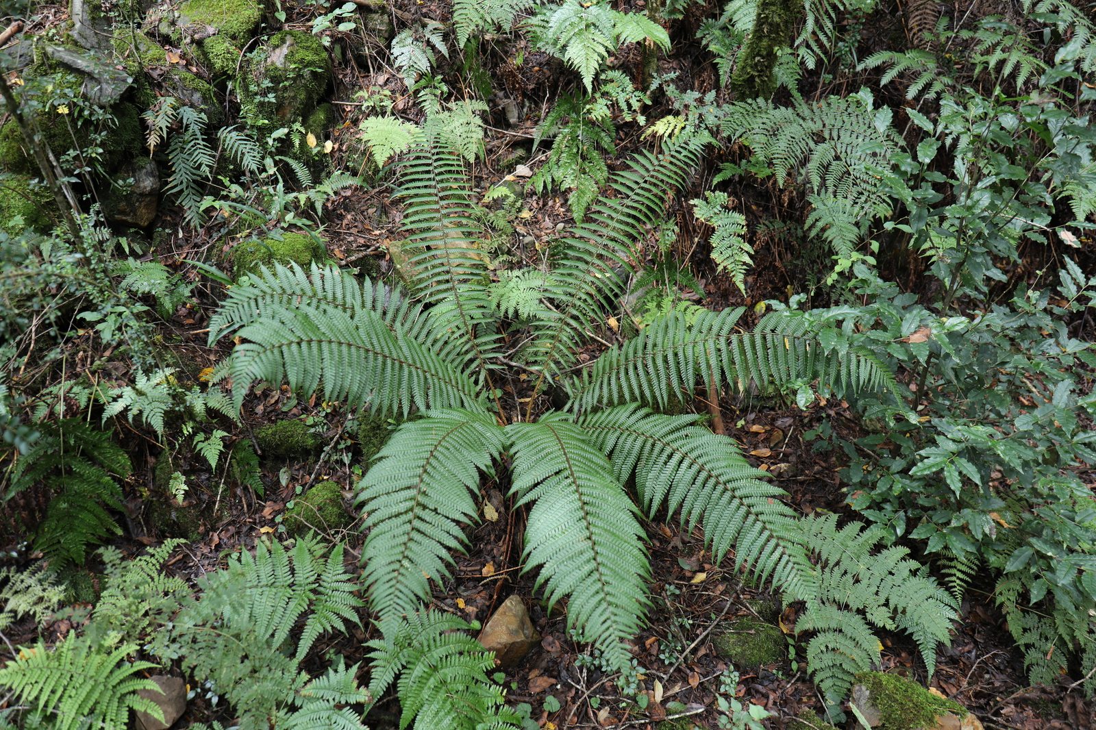 Wallich's wood fern