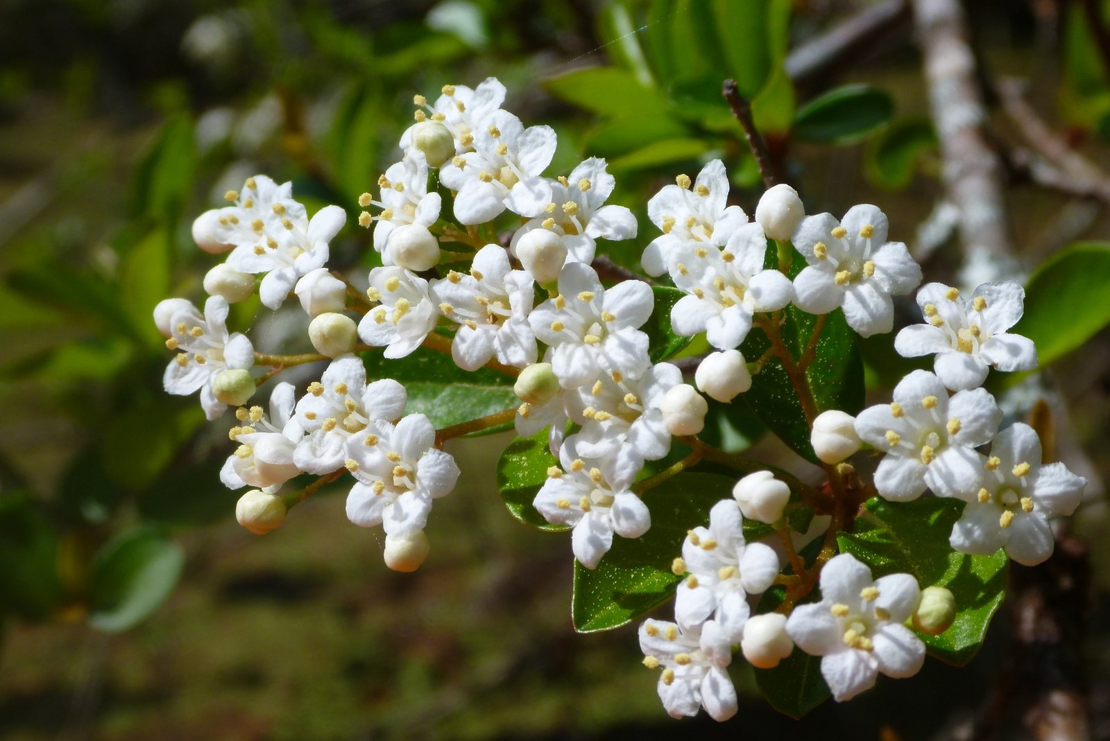 Walter's viburnum