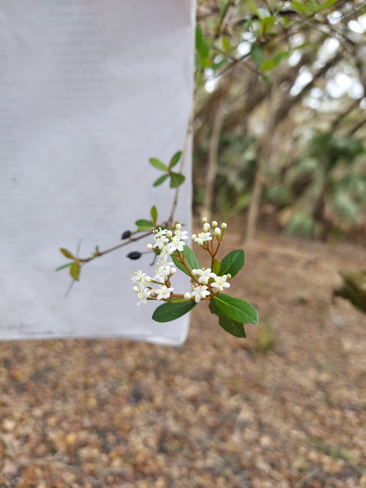 Walter's viburnum