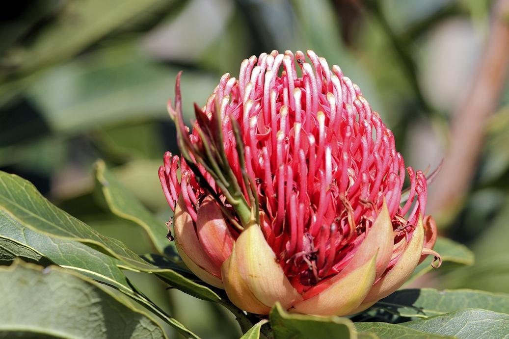 Waratah