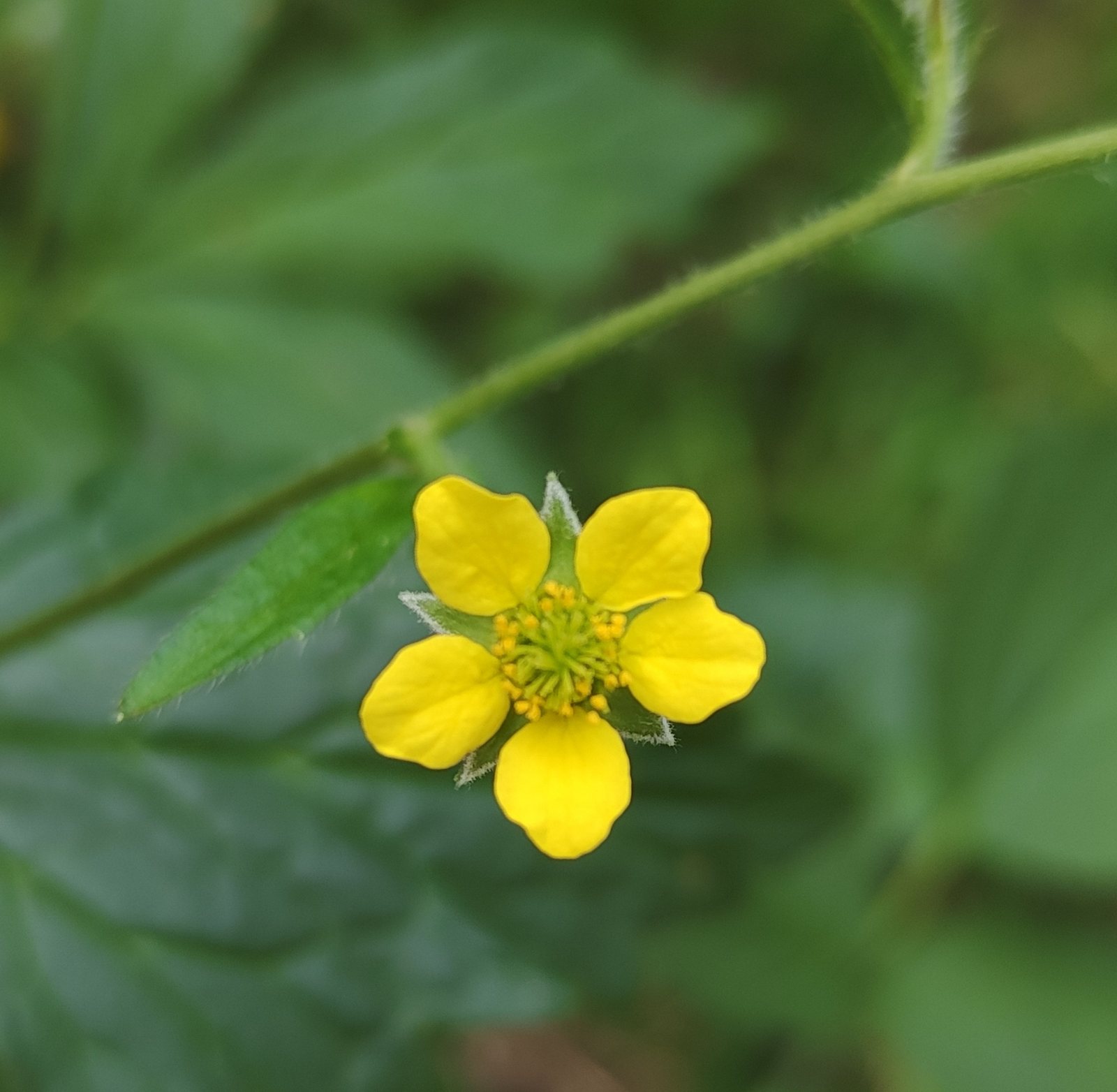 Water avens