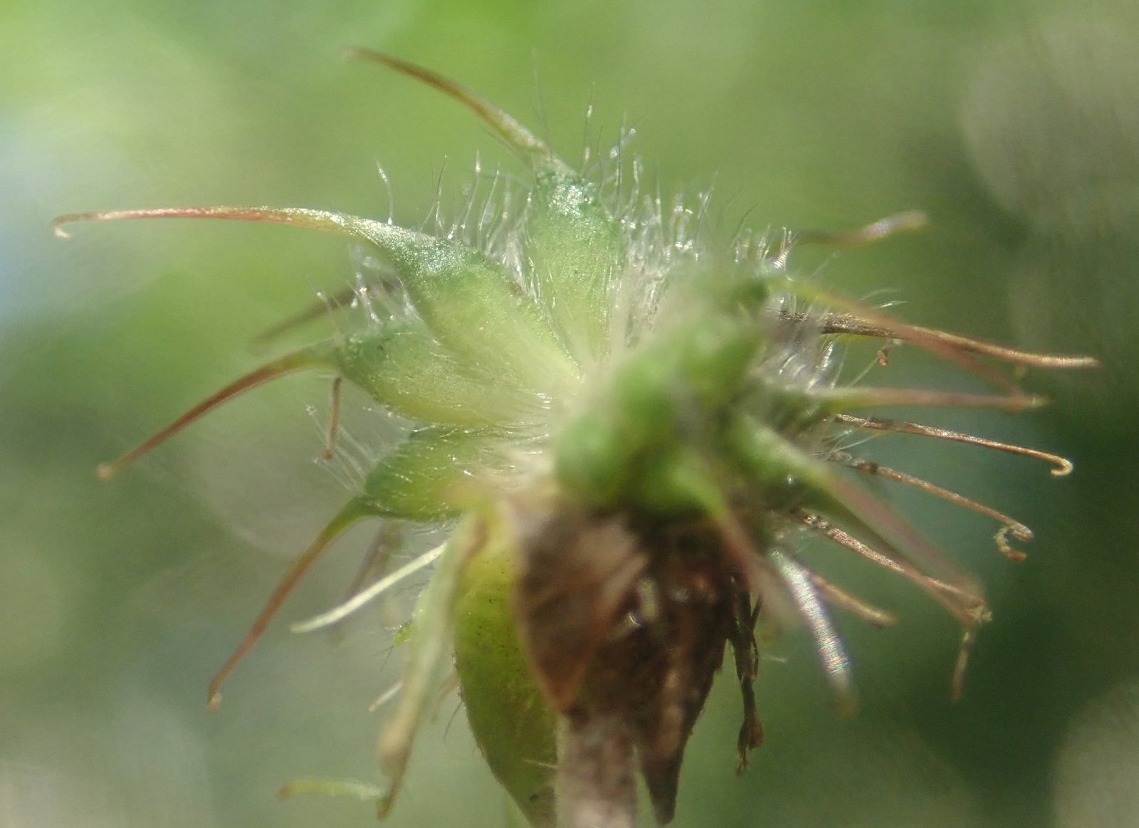 Water avens