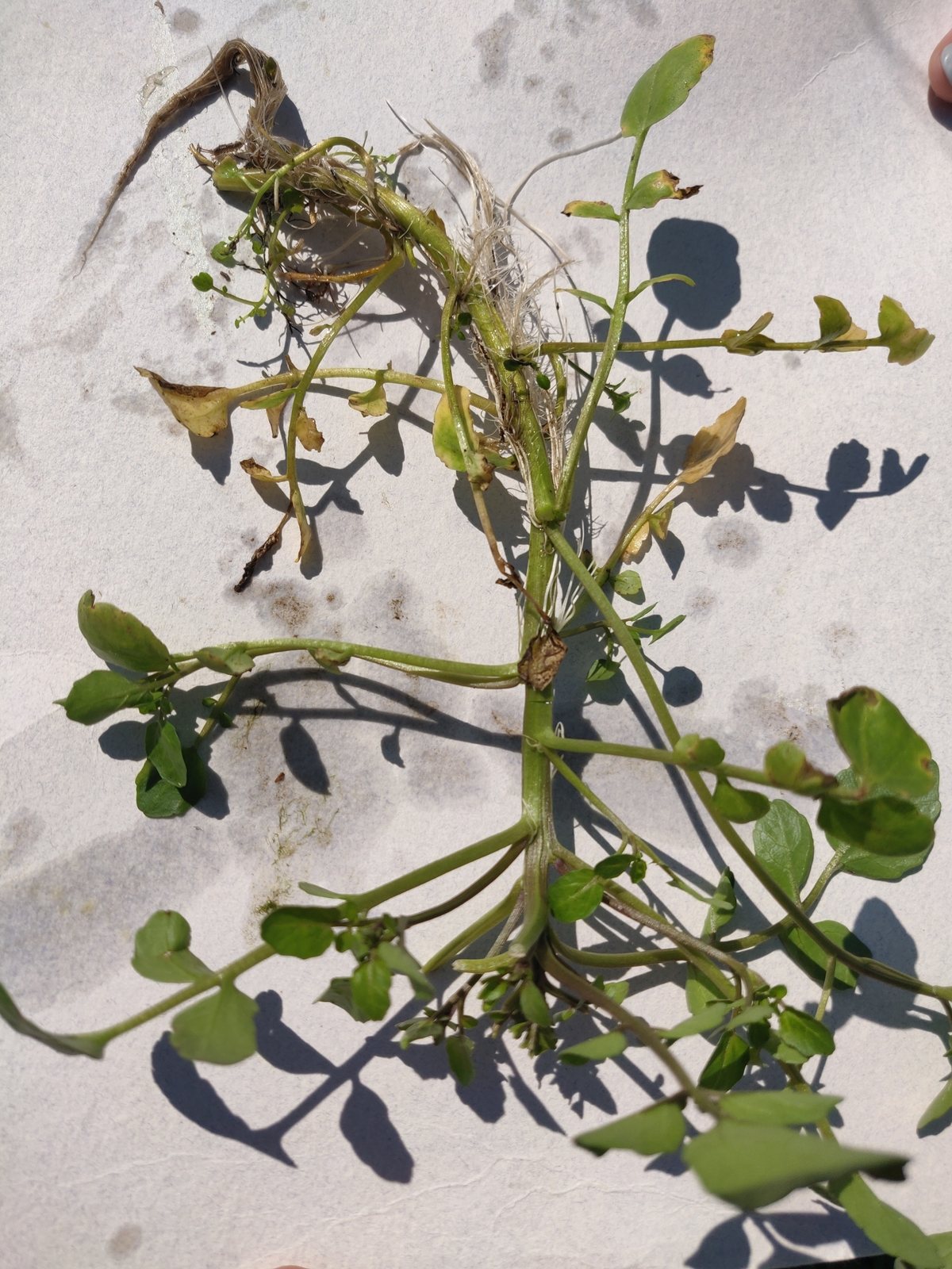 Watercress