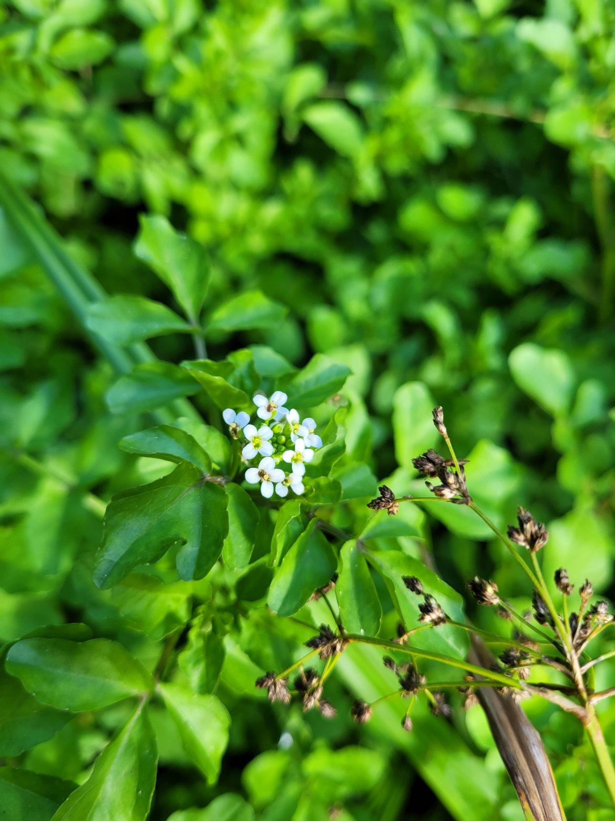 Watercress