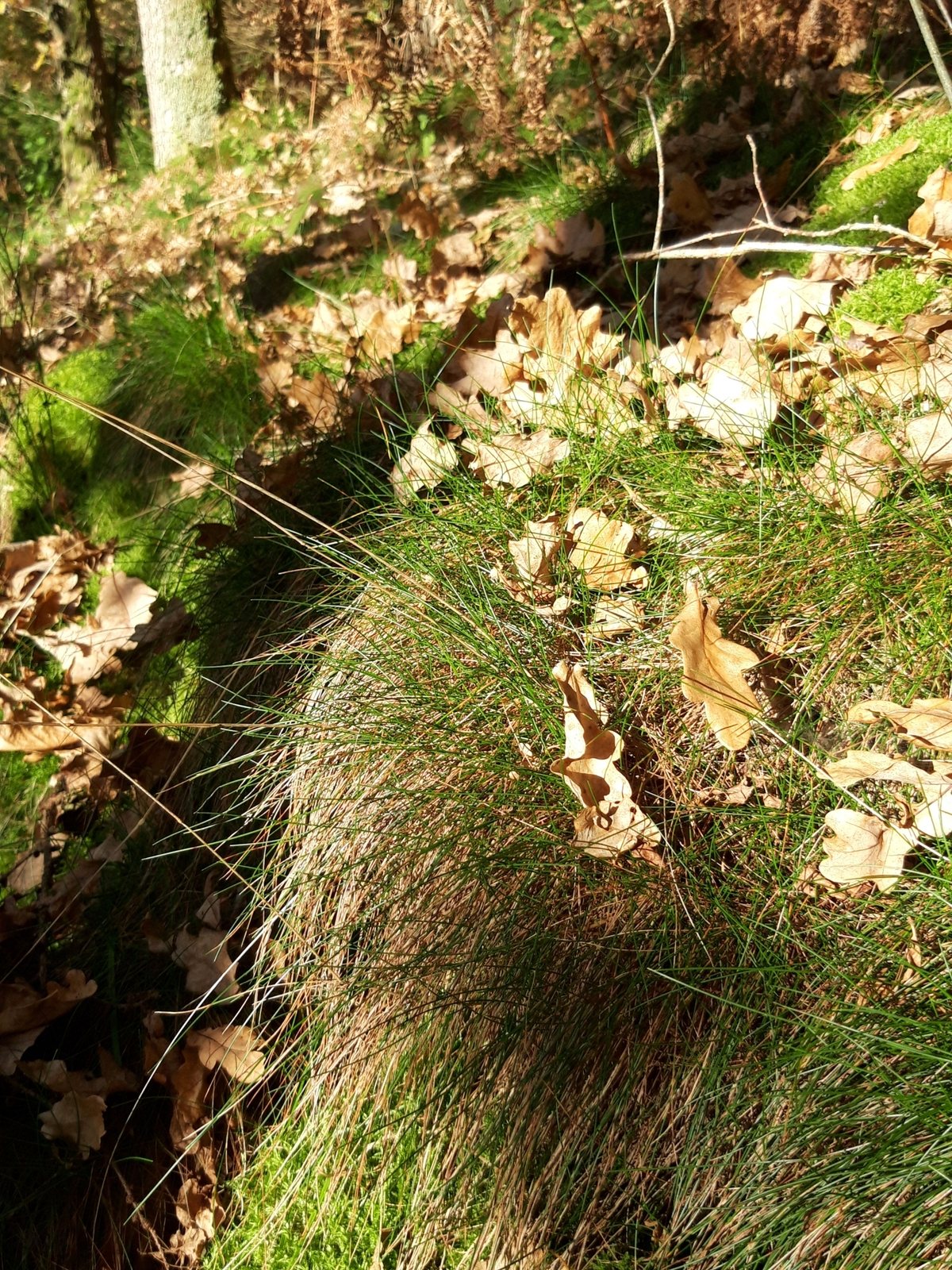 Wavy hair grass