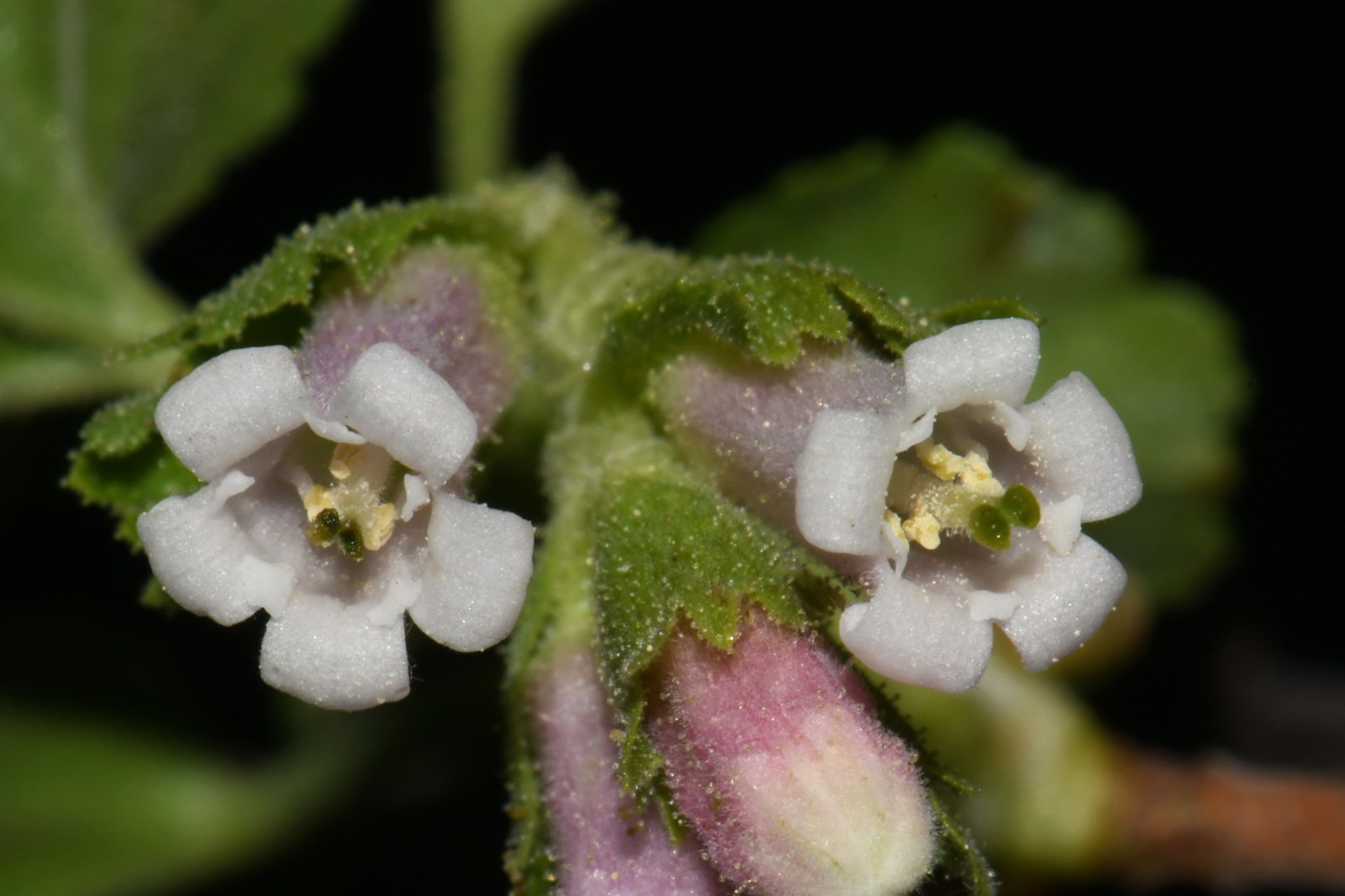 Wax currant