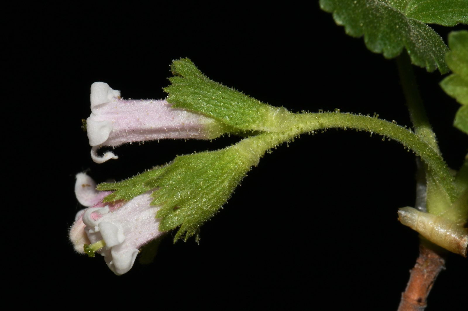 Wax currant