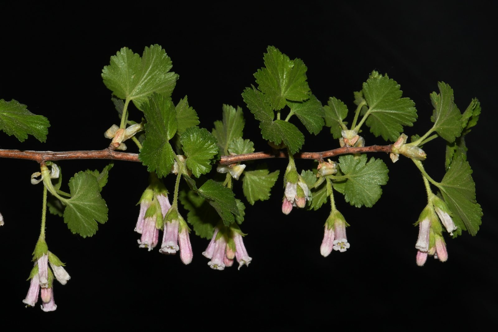 Wax currant