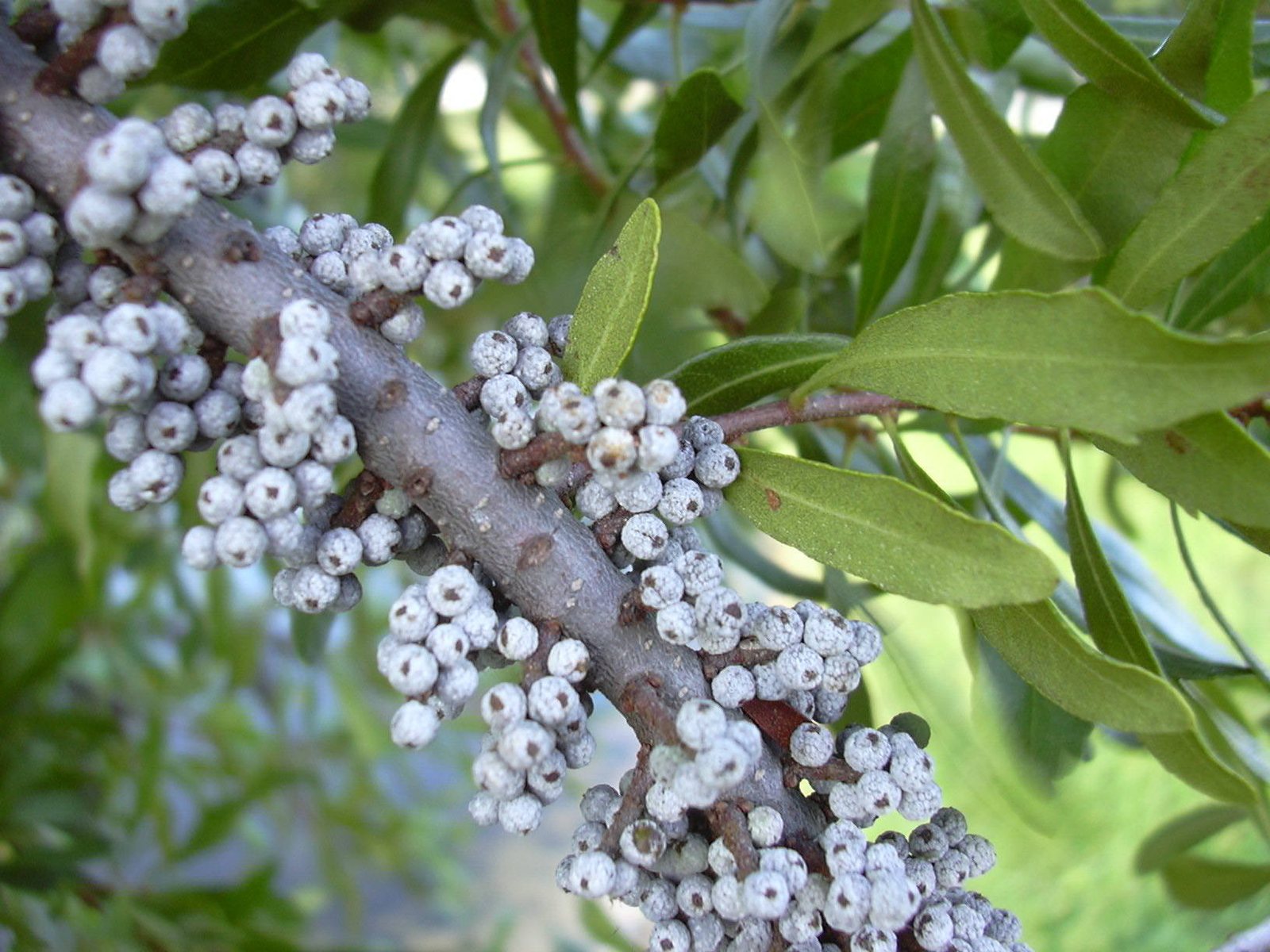 Wax myrtle