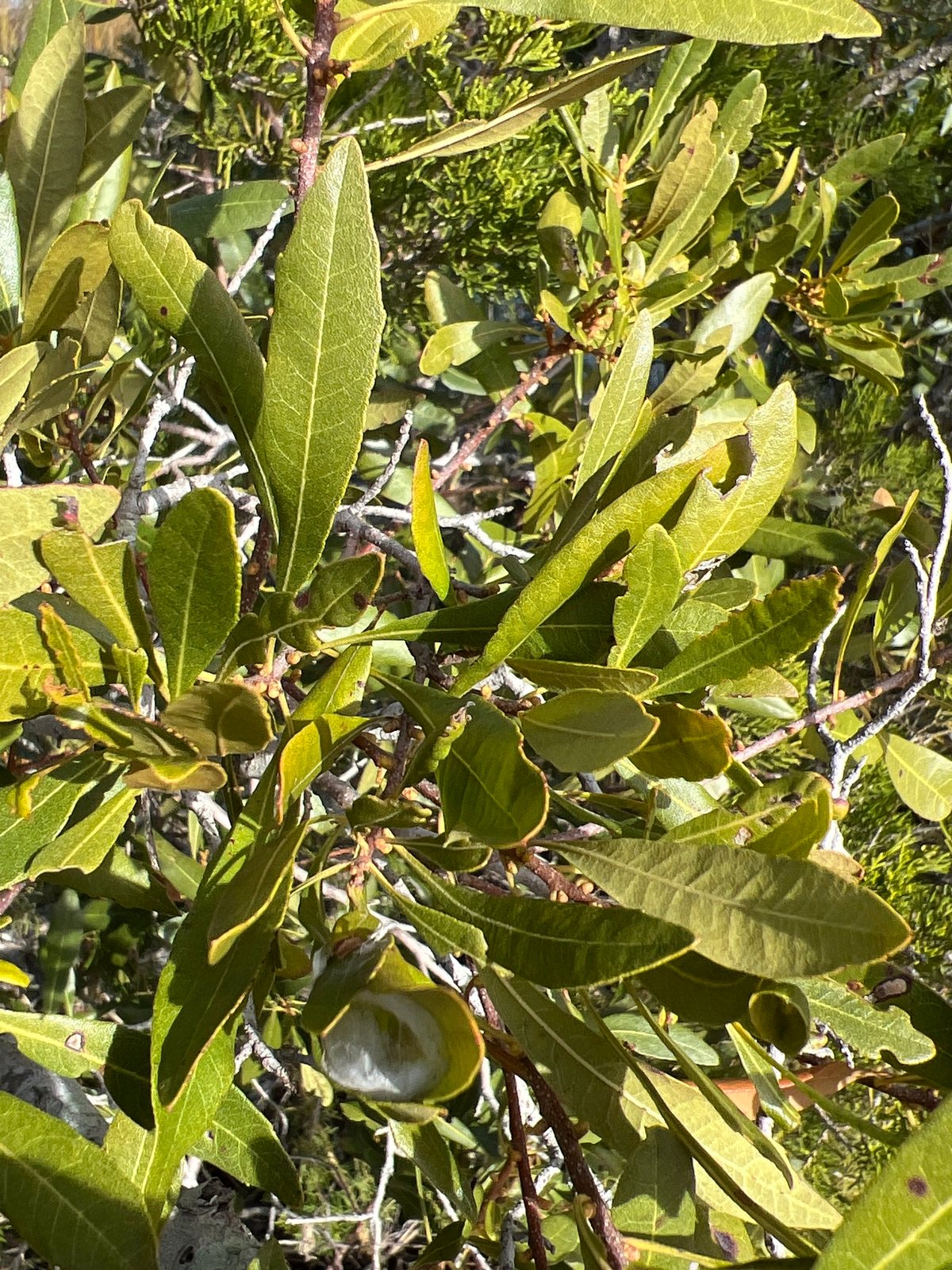Wax myrtle