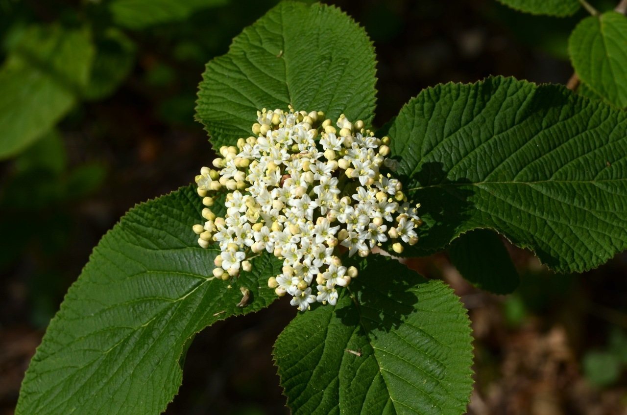 Wayfaring tree