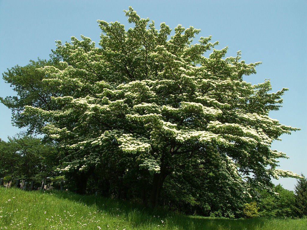 Wedding cake tree