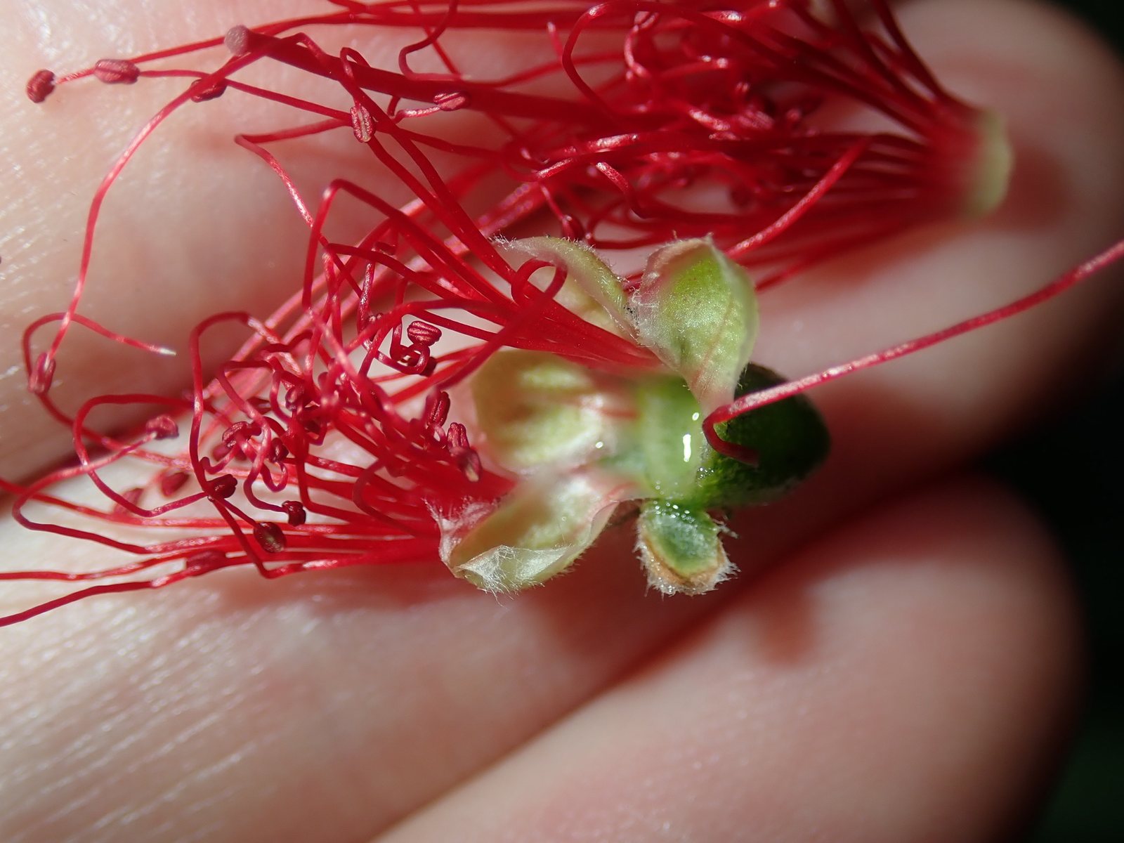 Weeping bottlebrush