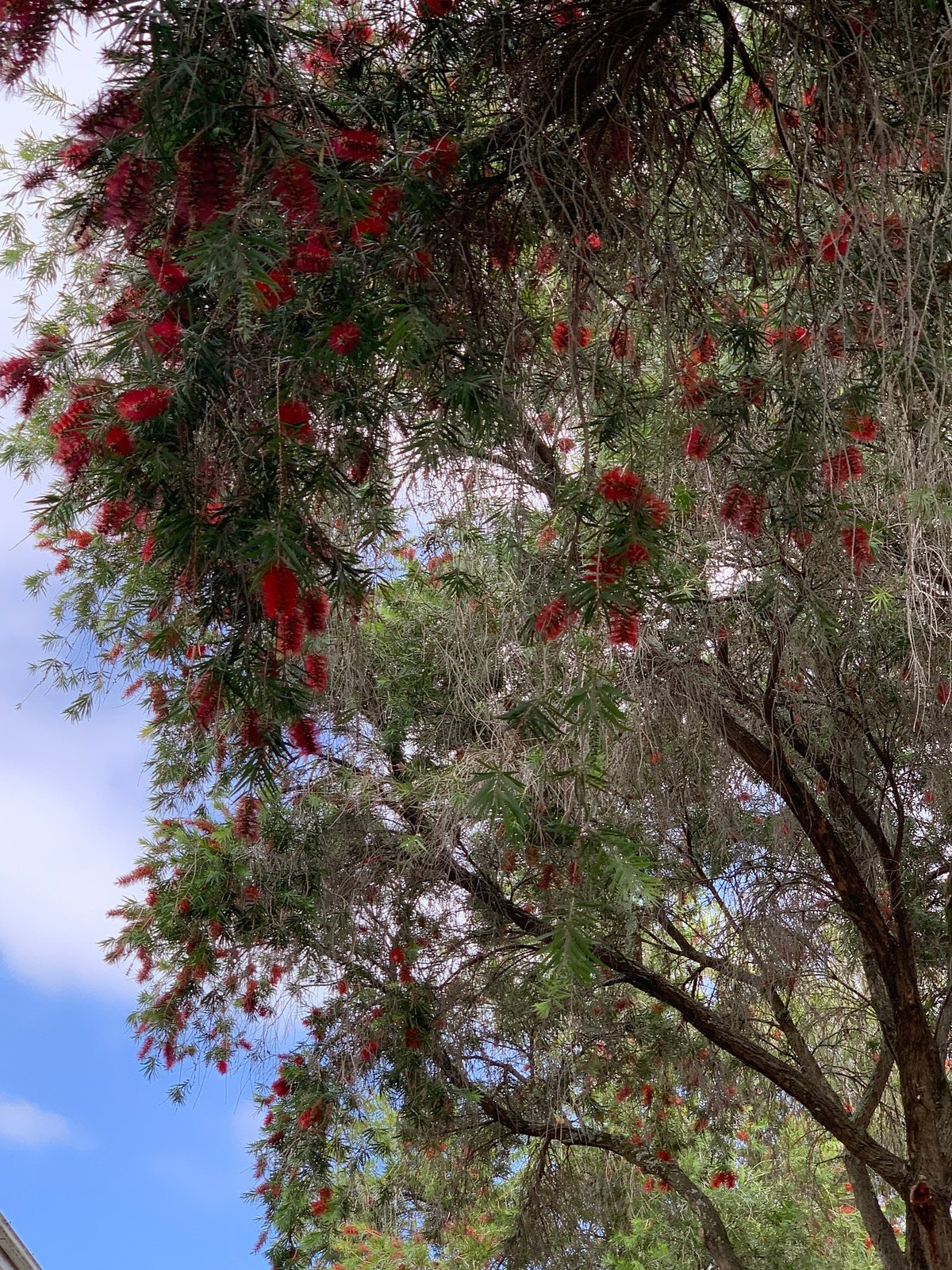 Weeping bottlebrush