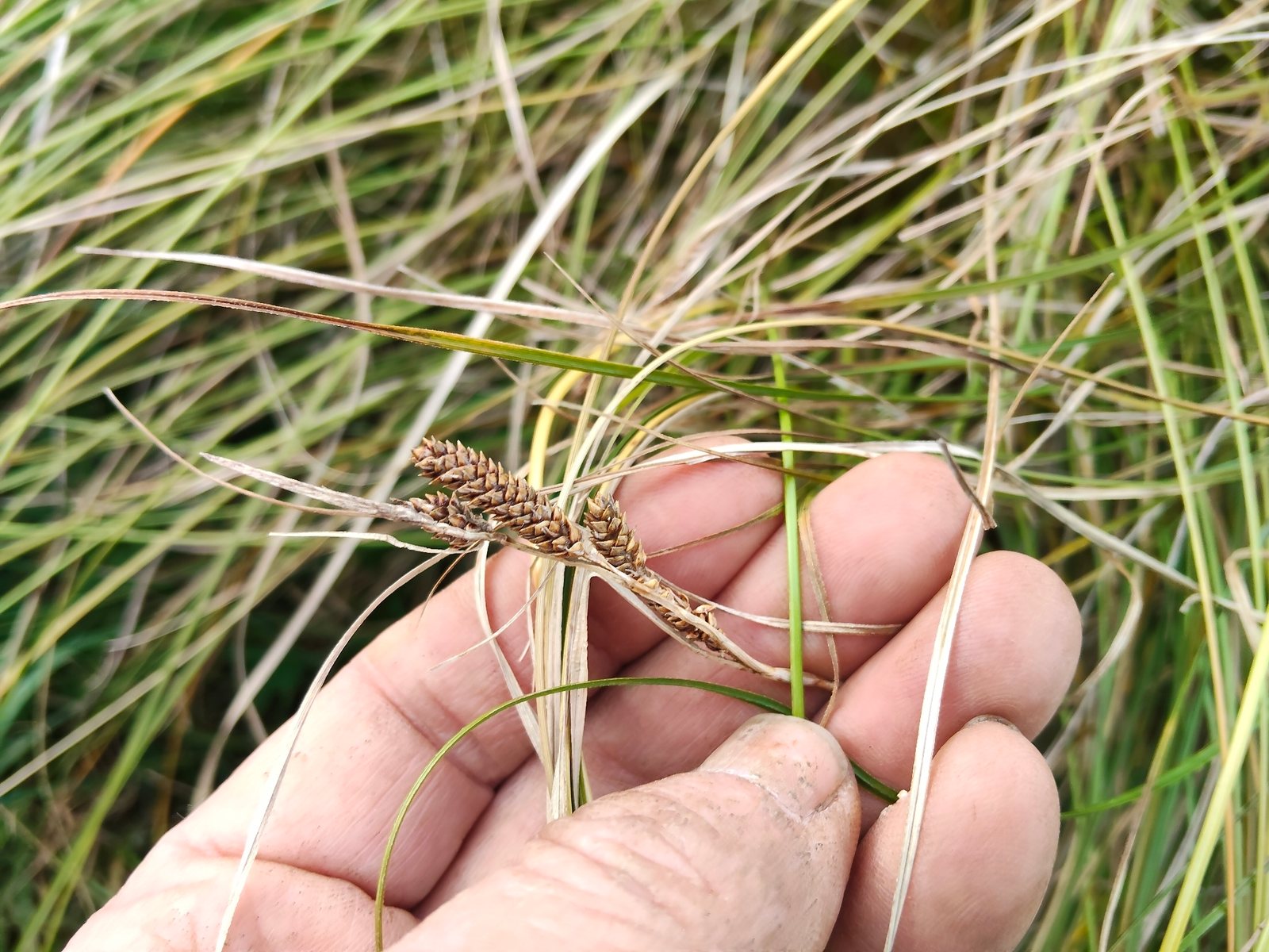 Weeping brown sedge