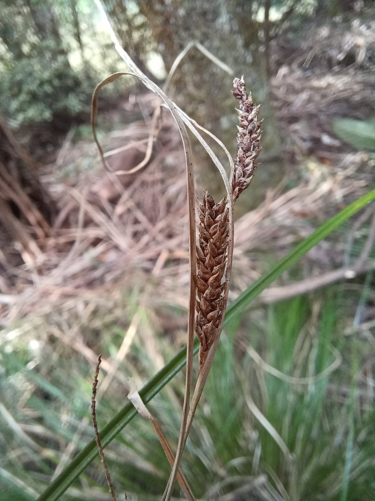 Weeping brown sedge